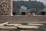 Life of Pi