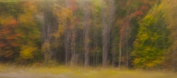 Forest, October 2012
